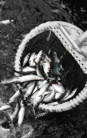 Pacific Herring Catchin Net.jpg Wallpaper