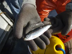 Pacific Herring Heldin Gloved Hands Wallpaper