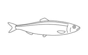 Pacific Herring Line Art Wallpaper