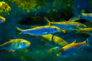 Pacific Herring School Underwater Wallpaper