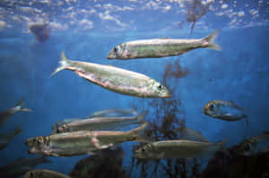 Pacific Herring School Underwater Wallpaper