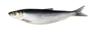 Pacific Herring Side View Wallpaper