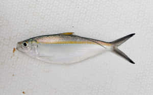 Pacific Herring Side View Wallpaper