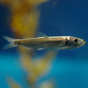 Pacific Herring Swimming Underwater.jpg Wallpaper