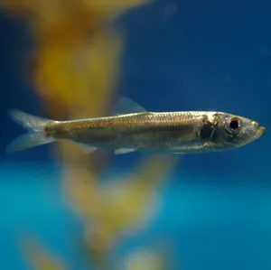 Pacific Herring Swimming Underwater.jpg Wallpaper