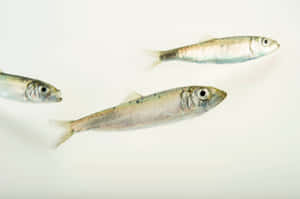 Pacific Herring Trio Swimming Wallpaper