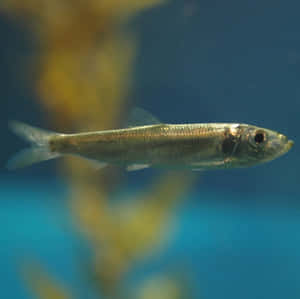 Pacific Herring Underwater Wallpaper