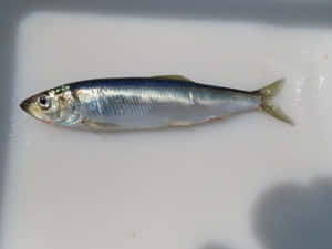 Pacific Herringon White Surface Wallpaper