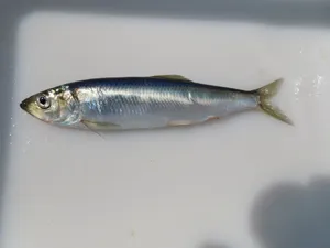 Pacific Herringon White Surface Wallpaper