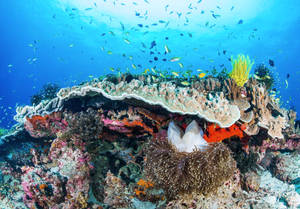 Pacific Island Coral Reef Wallpaper