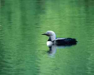 Pacific Loon Swimmingin Green Waters Wallpaper