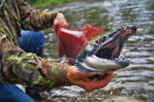 Pacific Salmon Caughtby Fisherman Wallpaper