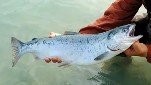 Pacific Salmon Held By Fisherman Wallpaper