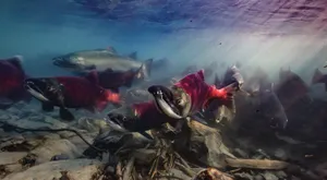 Pacific_ Salmon_ Migration_ Underwater.jpg Wallpaper
