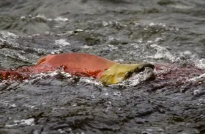 Pacific Salmon Spawning Journey Wallpaper