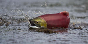 Pacific_ Salmon_ Spawning_ Run.jpg Wallpaper