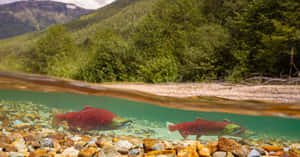 Pacific_ Salmon_ Spawning_ Stream Wallpaper