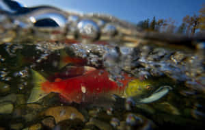 Pacific Salmon Underwater Scene Wallpaper