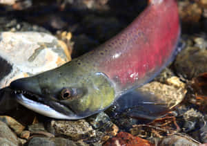 Pacific Salmon Up Close Wallpaper