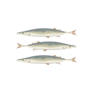 Pacific Saury Illustration Wallpaper