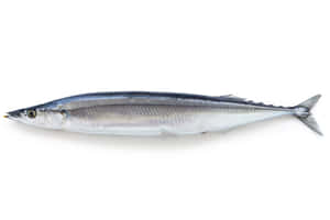 Pacific Saury Isolatedon White Wallpaper