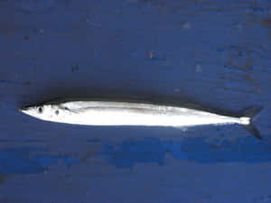 Pacific Sauryon Blue Background Wallpaper