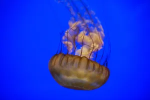 Pacific Sea Nettle Jellyfish Blue Background Wallpaper