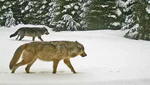 Pack Of Wolves On A Hunt Wallpaper