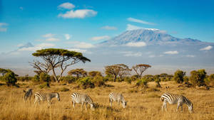 Pack Of Zebras In Grassland Wallpaper