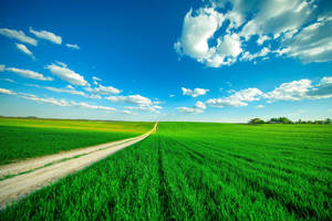 Paddy Field Clear Sky Wallpaper