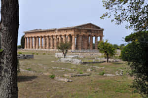 Paestum Drying Grass Wallpaper