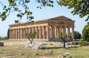 Paestum Tree Borders Wallpaper