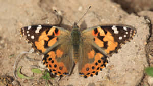 Painted Lady Butterfly Spread Wings Wallpaper