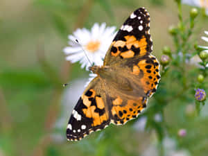 Painted Lady Butterflyon Flower Wallpaper