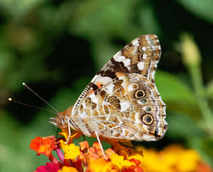 Painted Lady Butterflyon Flower.jpg Wallpaper