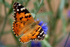 Painted Lady Butterflyon Flower.jpg Wallpaper