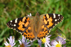 Painted Lady Butterflyon Flower Wallpaper