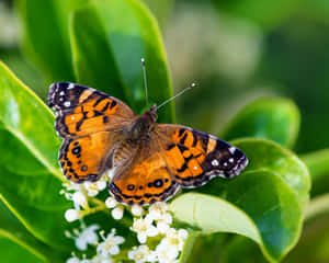 Painted Lady Butterflyon Flowers.jpg Wallpaper