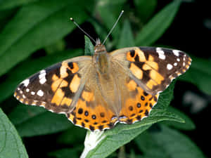 Painted Lady Butterflyon Green Leaf Wallpaper