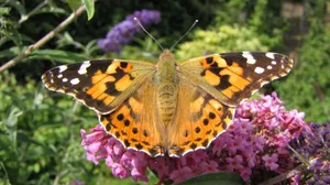 Painted Lady Butterflyon Pink Flowers.jpg Wallpaper