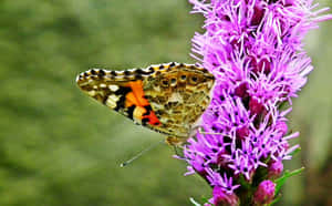 Painted Lady Butterflyon Purple Flower Wallpaper