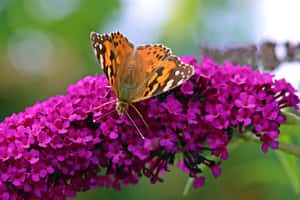 Painted Lady Butterflyon Purple Flowers Wallpaper