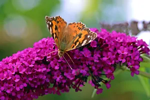 Painted Lady Butterflyon Purple Flowers Wallpaper