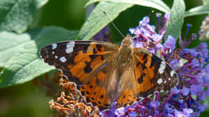 Painted Lady Butterflyon Purple Flowers.jpg Wallpaper