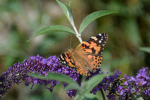 Painted Lady Butterflyon Purple Flowers Wallpaper
