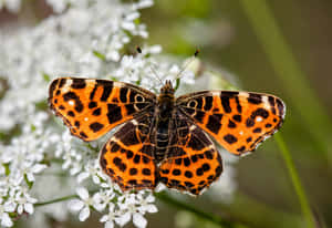 Painted Lady Butterflyon White Flowers Wallpaper