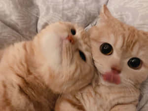 Pair Cute Cat Pfp Wallpaper