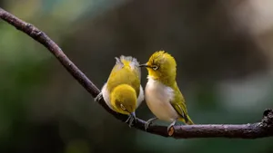 Pair_of_ Yellow_ Birds_ Perched_4 K Wallpaper