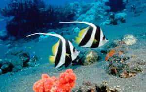 Pairof Angelfish Swimming Underwater.jpg Wallpaper