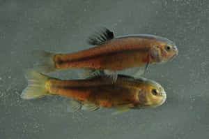 Pairof Fathead Minnows Swimming Wallpaper